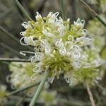 Needlewood (Hakea leucoptera), Olive Pink Botanic Garden, Alice Springs NT
