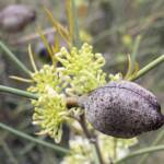 Needlewood and seed pod (Hakea leucoptera), Olive Pink Botanic Garden, Alice Springs NT