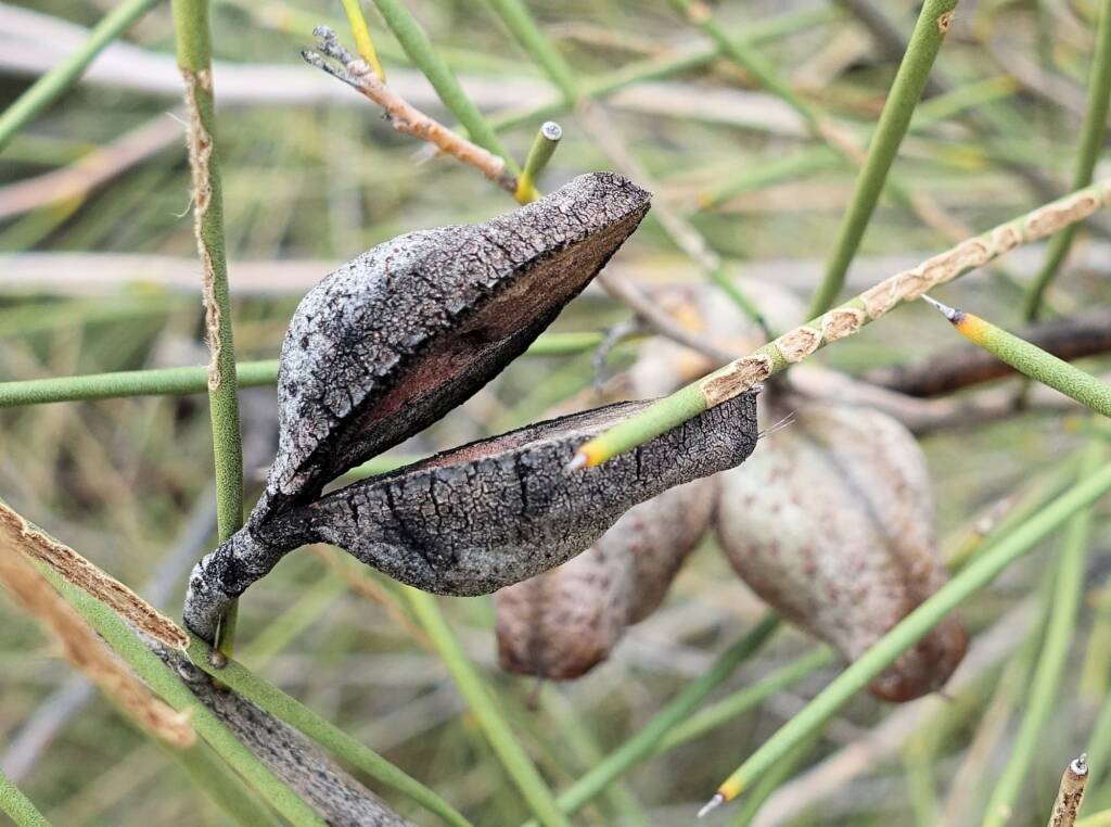 Needlewood seed pod (Hakea leucoptera), Olive Pink Botanic Garden, Alice Springs NT