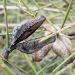 Needlewood seed pod (Hakea leucoptera), Olive Pink Botanic Garden, Alice Springs NT