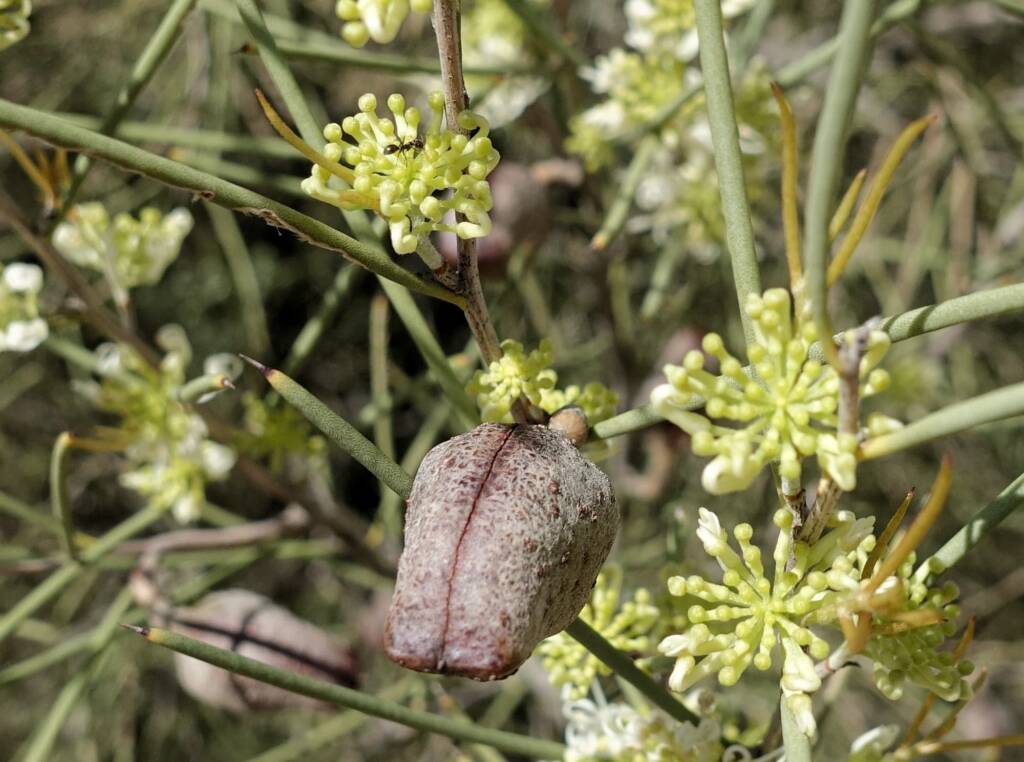 Needlewood (Hakea leucoptera), Olive Pink Botanic Garden, Alice Springs NT