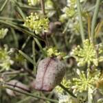 Needlewood (Hakea leucoptera), Olive Pink Botanic Garden, Alice Springs NT