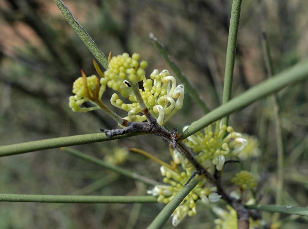 Needlewood (Hakea leucoptera), Olive Pink Botanic Garden, Alice Springs NT
