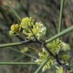 Needlewood (Hakea leucoptera), Olive Pink Botanic Garden, Alice Springs NT