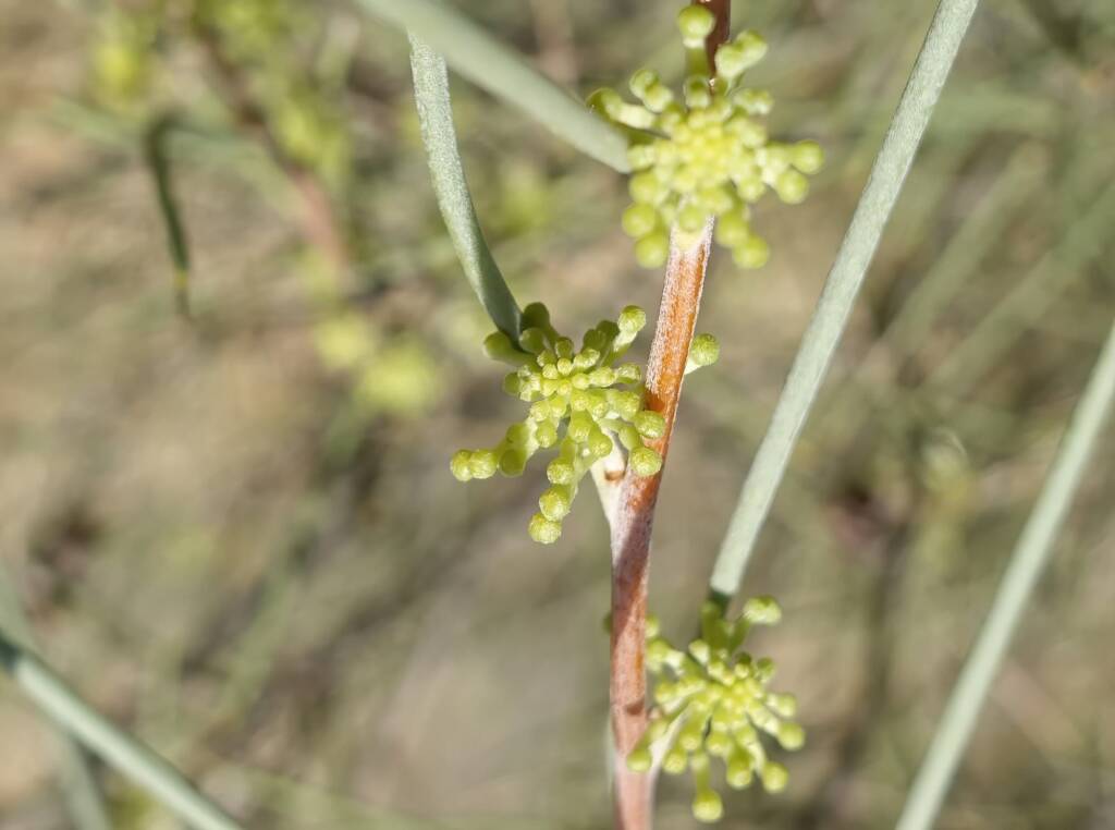 Needlewood (Hakea leucoptera), Olive Pink Botanic Garden, Alice Springs NT
