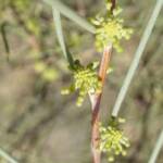 Needlewood (Hakea leucoptera), Olive Pink Botanic Garden, Alice Springs NT