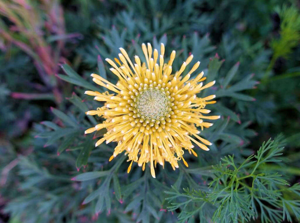 Broad-leaved Drumsticks (Isopogon anemonifolius), Stony Range Regional Botanic Garden, Dee Why NSW