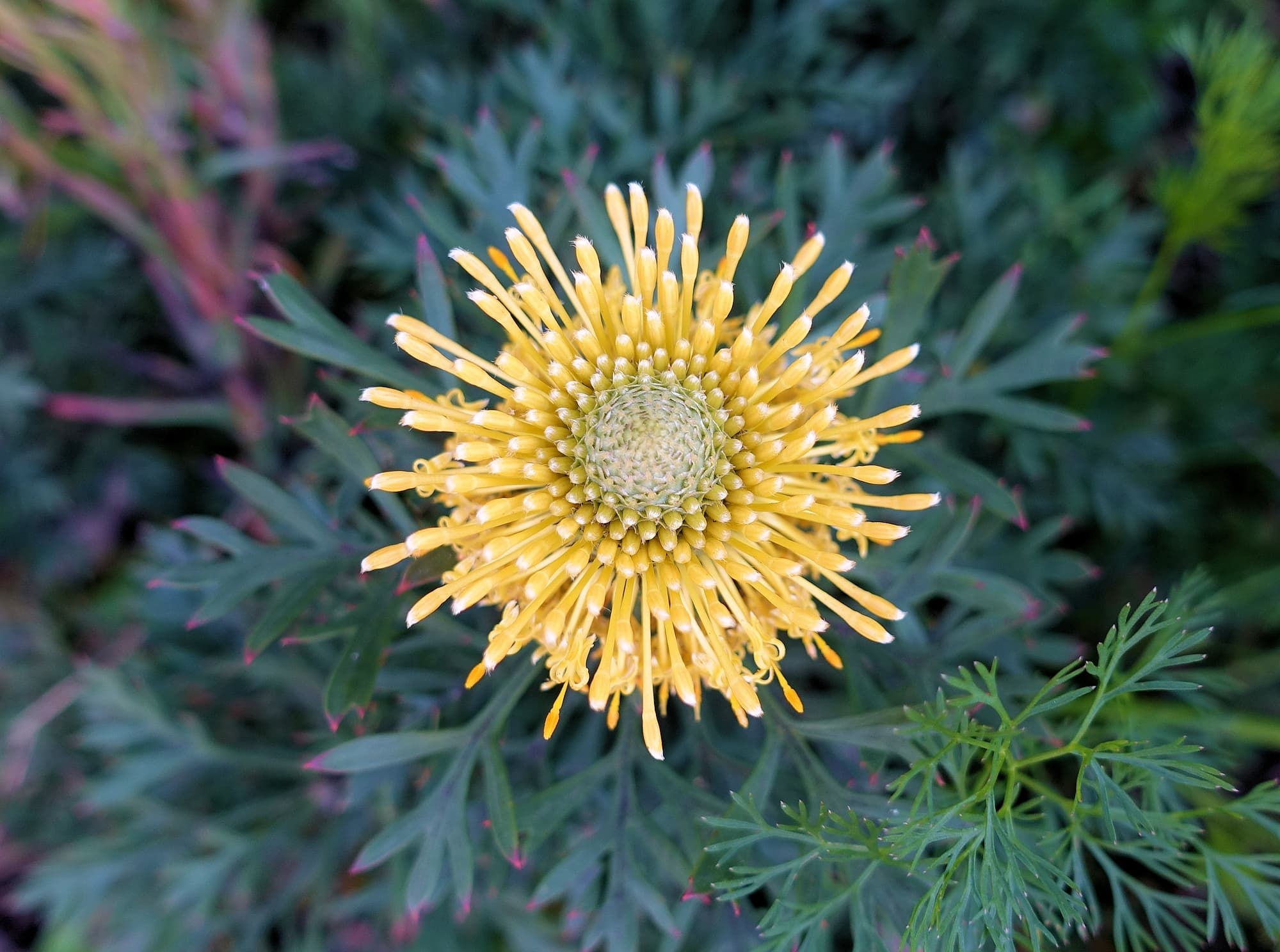 Broad-leaved Drumsticks (Isopogon anemonifolius), Stony Range Regional Botanic Garden, Dee Why NSW