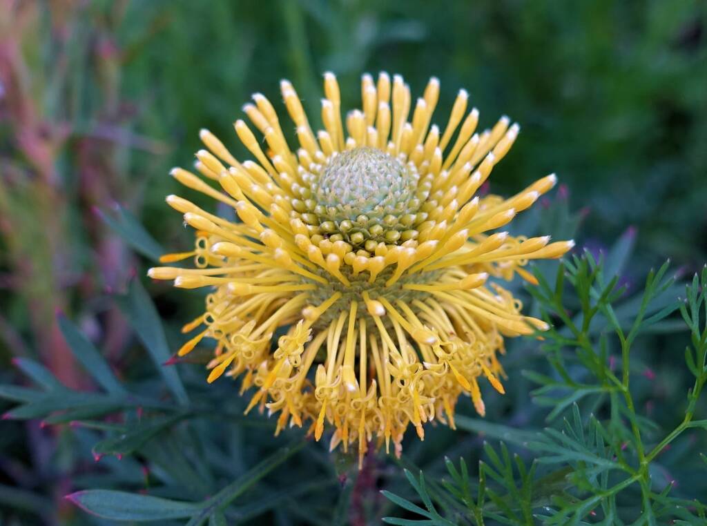 Broad-leaved Drumsticks (Isopogon anemonifolius), Stony Range Regional Botanic Garden, Dee Why NSW