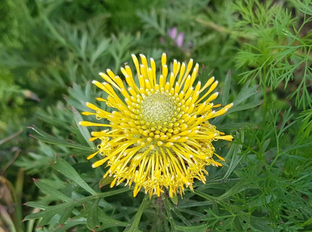 Broad-leaved Drumsticks (Isopogon anemonifolius), Stony Range Regional Botanic Garden, Dee Why NSW