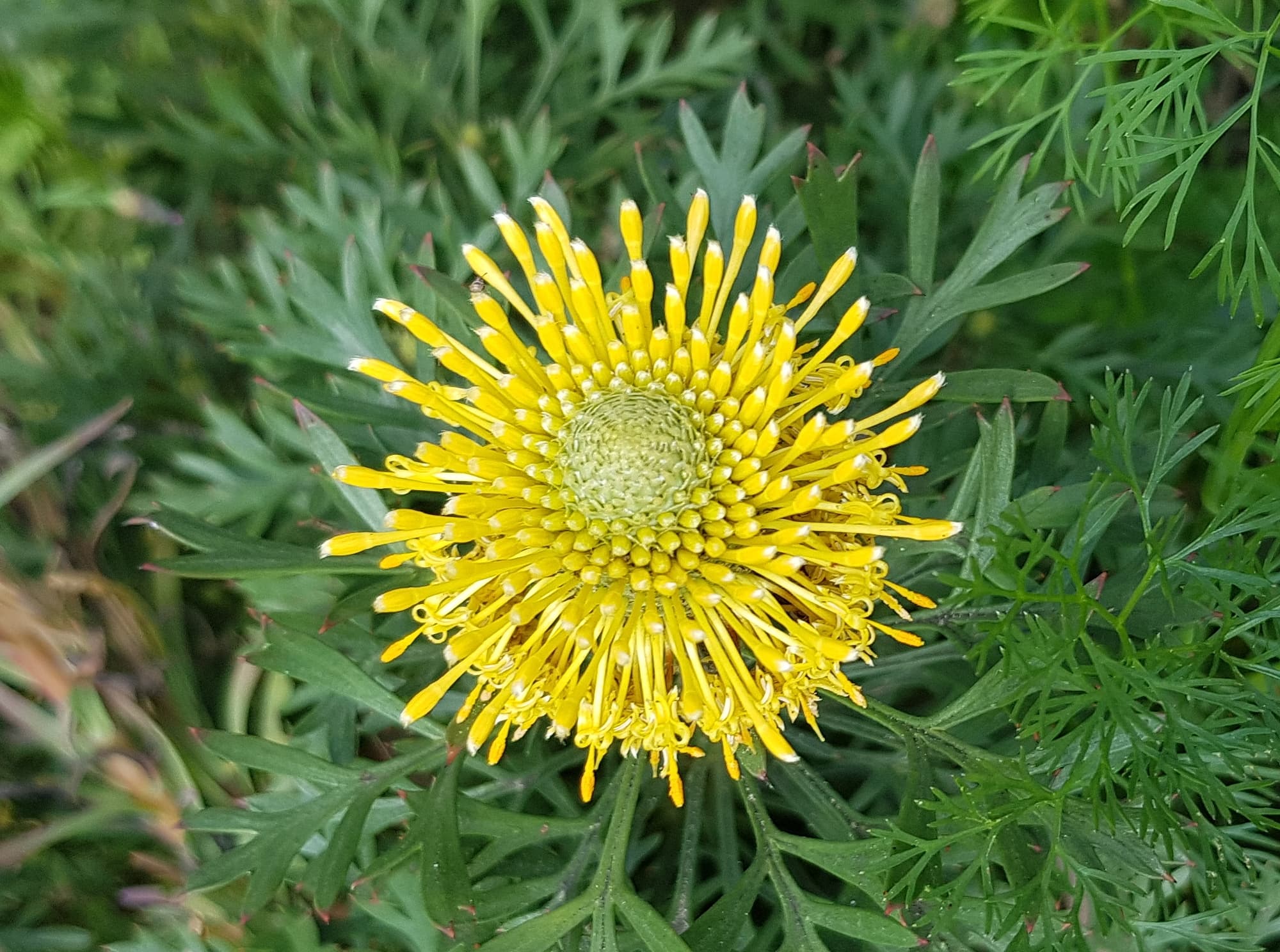 Broad-leaved Drumsticks (Isopogon anemonifolius), Stony Range Regional Botanic Garden, Dee Why NSW
