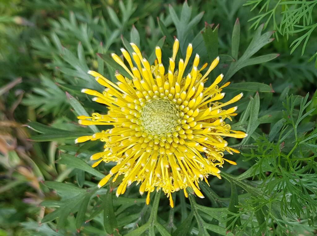 Broad-leaved Drumsticks (Isopogon anemonifolius), Stony Range Regional Botanic Garden, Dee Why NSW