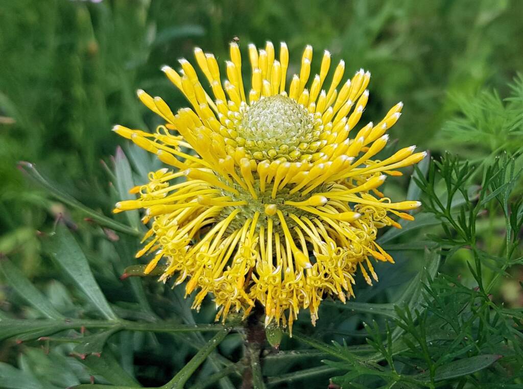 Broad-leaved Drumsticks (Isopogon anemonifolius), Stony Range Regional Botanic Garden, Dee Why NSW
