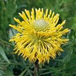 Broad-leaved Drumsticks (Isopogon anemonifolius), Stony Range Regional Botanic Garden, Dee Why NSW
