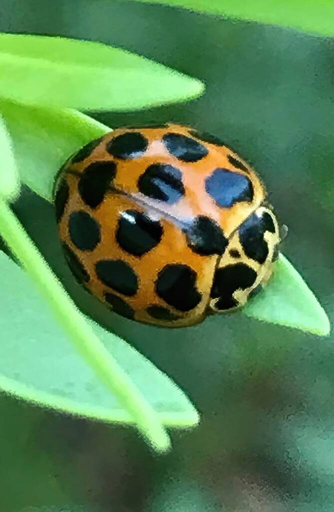 Large Spotted Ladybird (Harmonia conformis), Roma QLD © Dianne Bickers