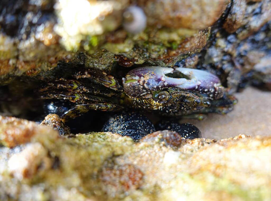 Purple Rock Crab (Leptograpsus variegatus), Dee Why, Northern Beaches NSW