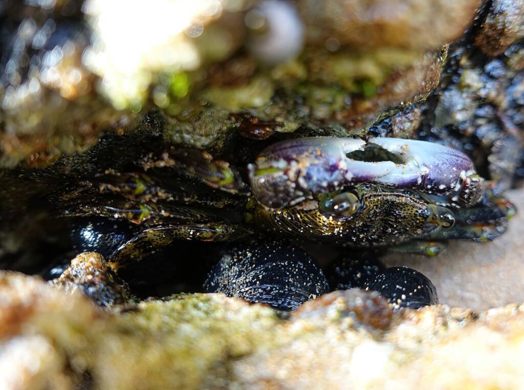 Purple Rock Crab (Leptograpsus variegatus), Dee Why, Northern Beaches NSW