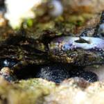 Purple Rock Crab (Leptograpsus variegatus), Dee Why, Northern Beaches NSW