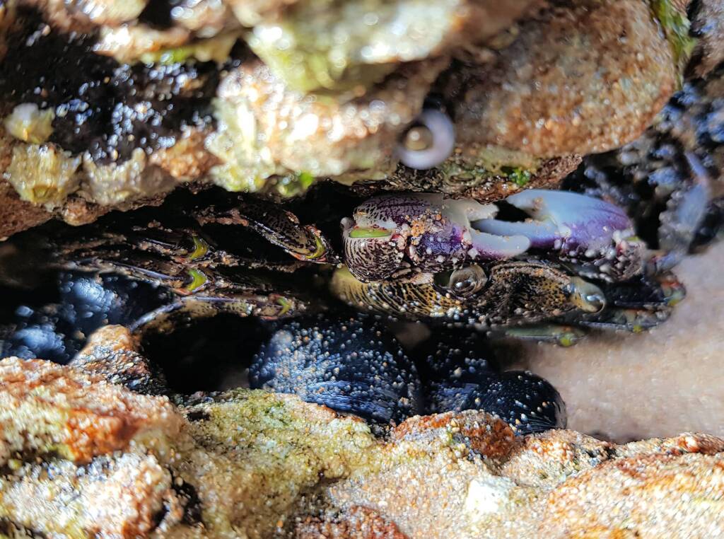 Purple Rock Crab (Leptograpsus variegatus), Dee Why, Northern Beaches NSW