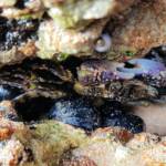 Purple Rock Crab (Leptograpsus variegatus), Dee Why, Northern Beaches NSW