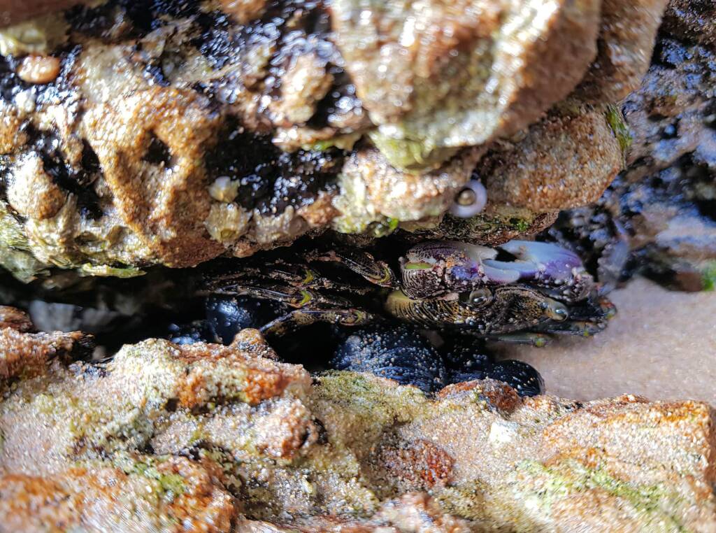 Purple Rock Crab (Leptograpsus variegatus), Dee Why, Northern Beaches NSW