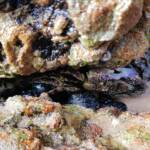 Purple Rock Crab (Leptograpsus variegatus), Dee Why, Northern Beaches NSW