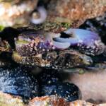 Purple Rock Crab (Leptograpsus variegatus), Dee Why, Northern Beaches NSW