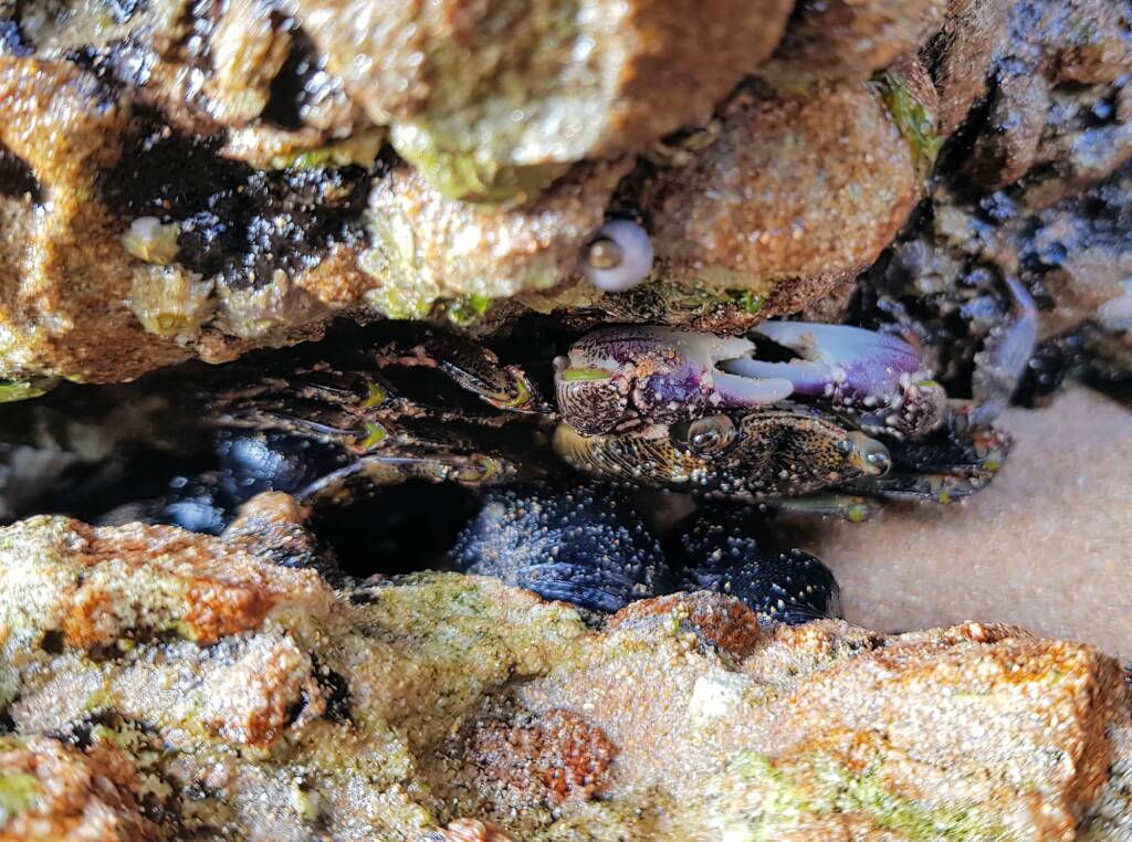 Purple Rock Crab (Leptograpsus variegatus), Dee Why, Northern Beaches NSW