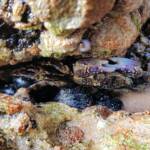Purple Rock Crab (Leptograpsus variegatus), Dee Why, Northern Beaches NSW