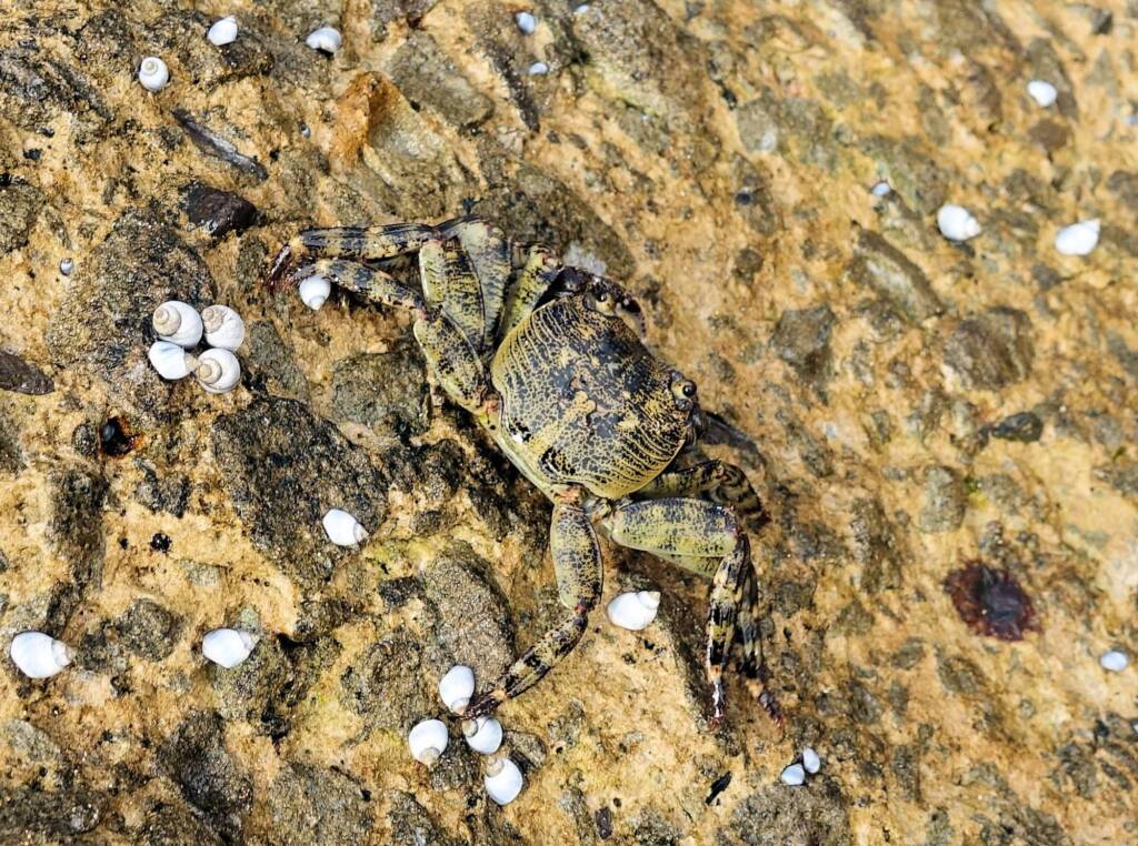 Purple Shore Crab (Leptograpsus variegatus), Dee Why, Northern Beaches NSW