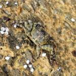 Purple Shore Crab (Leptograpsus variegatus), Dee Why, Northern Beaches NSW