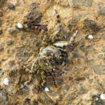 Purple Shore Crab (Leptograpsus variegatus), Dee Why, Northern Beaches NSW