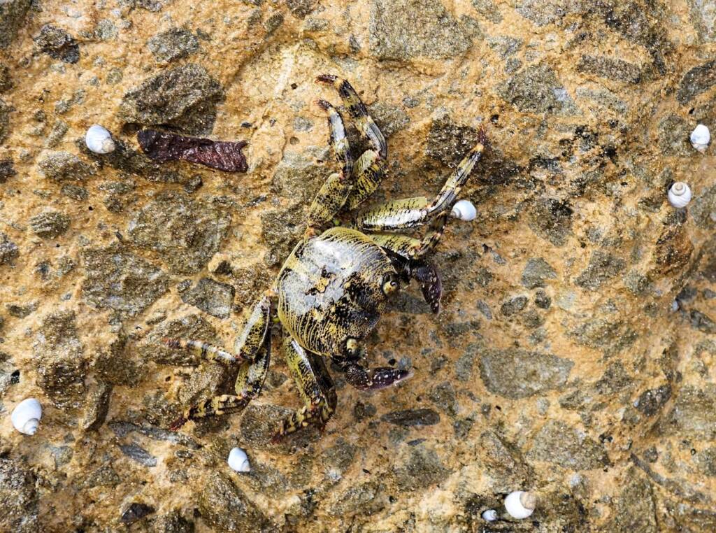 Purple Shore Crab (Leptograpsus variegatus), Dee Why, Northern Beaches NSW