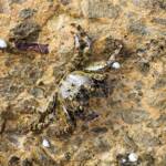 Purple Shore Crab (Leptograpsus variegatus), Dee Why, Northern Beaches NSW