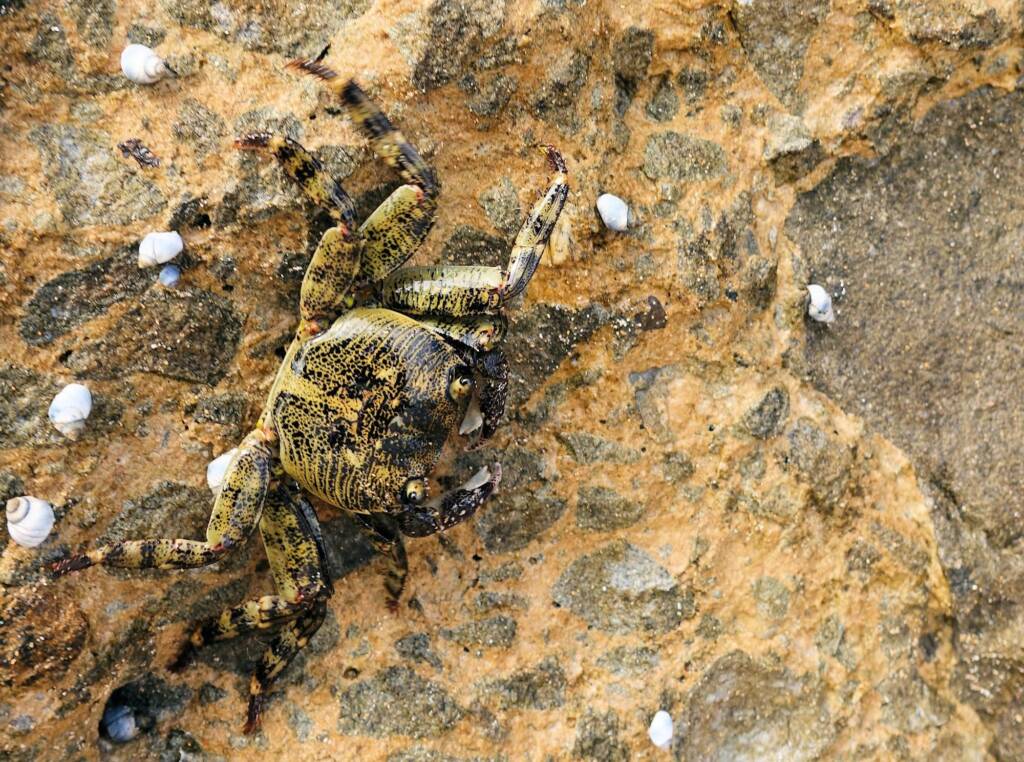 Purple Shore Crab (Leptograpsus variegatus), Dee Why, Northern Beaches NSW
