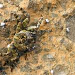 Purple Shore Crab (Leptograpsus variegatus), Dee Why, Northern Beaches NSW