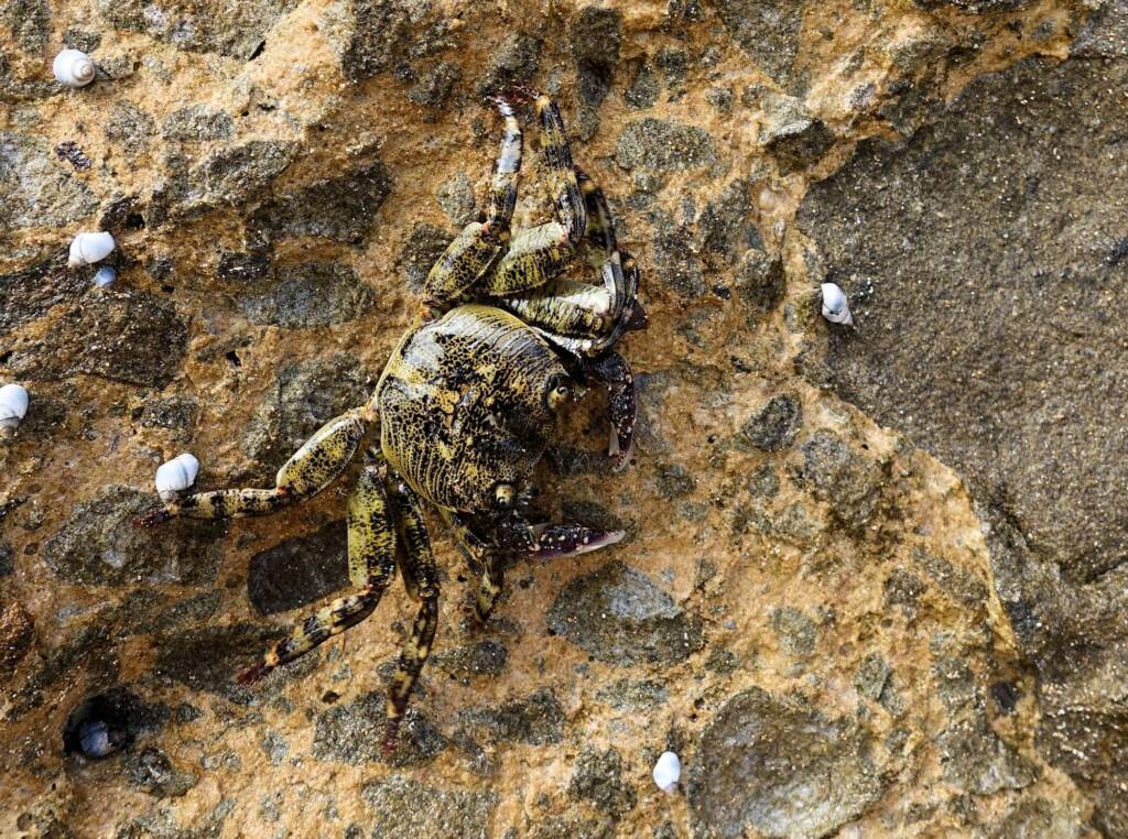 Purple Shore Crab (Leptograpsus variegatus), Dee Why, Northern Beaches NSW