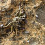 Purple Shore Crab (Leptograpsus variegatus), Dee Why, Northern Beaches NSW