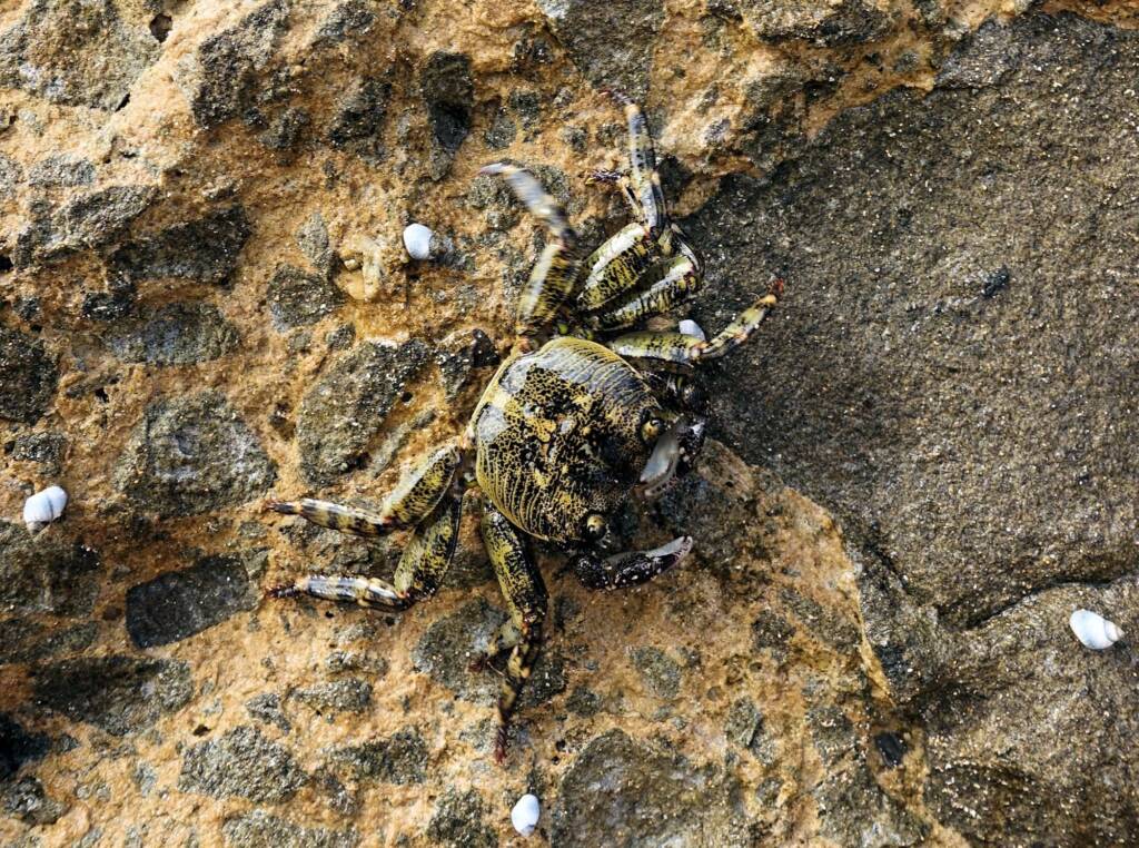 Purple Shore Crab (Leptograpsus variegatus), Dee Why, Northern Beaches NSW