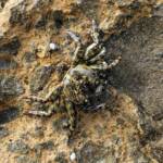 Purple Shore Crab (Leptograpsus variegatus), Dee Why, Northern Beaches NSW