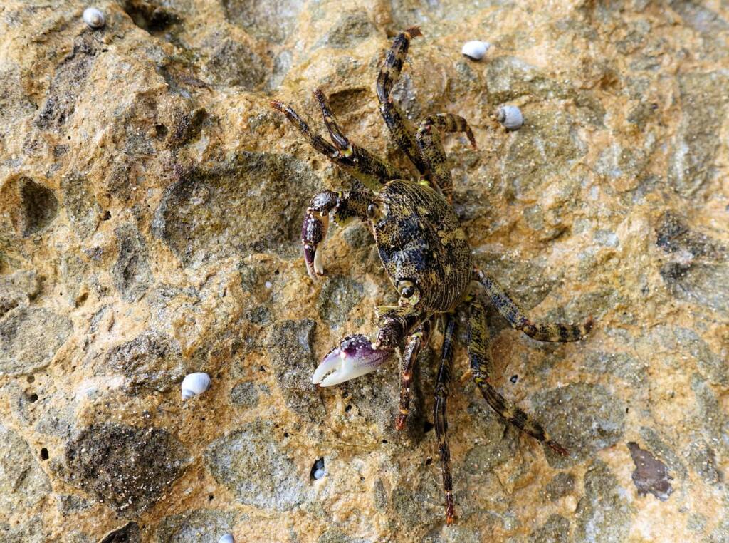 Purple Shore Crab (Leptograpsus variegatus), Dee Why, Northern Beaches NSW