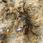 Purple Shore Crab (Leptograpsus variegatus), Dee Why, Northern Beaches NSW