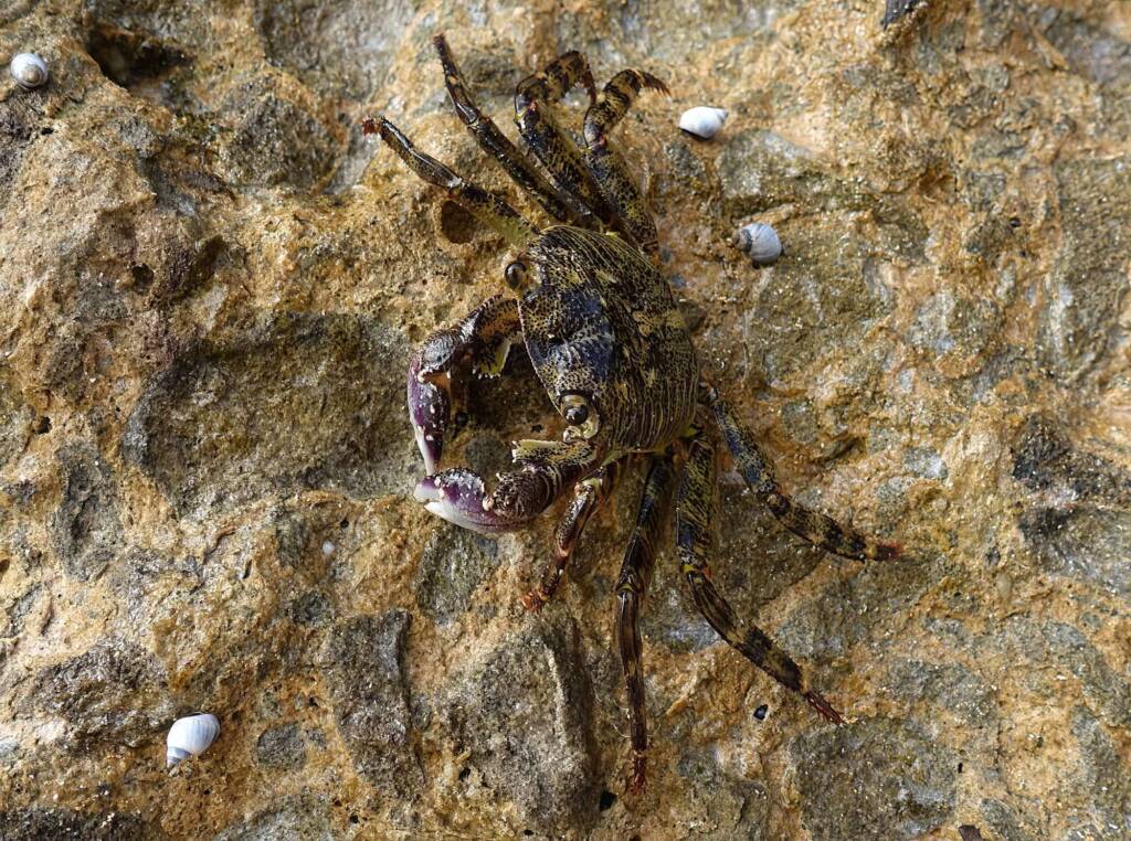 Purple Shore Crab (Leptograpsus variegatus), Dee Why, Northern Beaches NSW