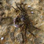 Purple Shore Crab (Leptograpsus variegatus), Dee Why, Northern Beaches NSW