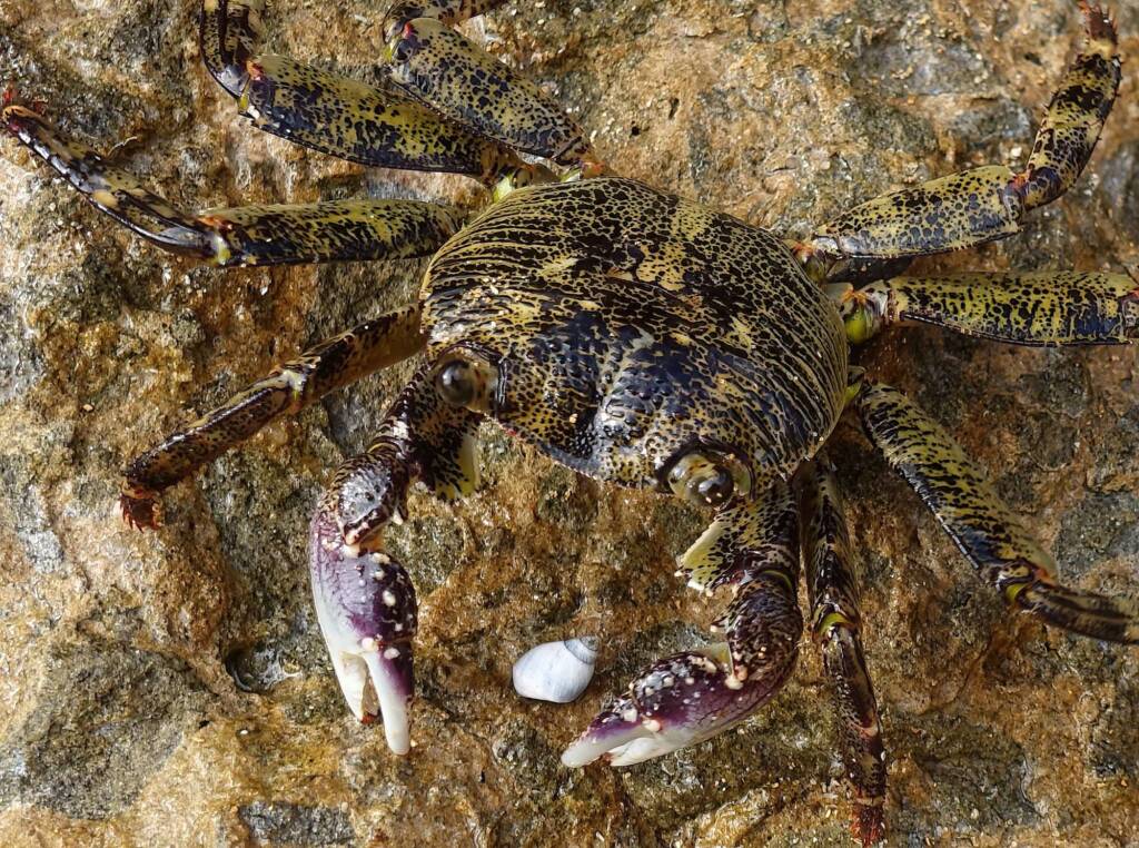Purple Shore Crab (Leptograpsus variegatus), Dee Why, Northern Beaches NSW