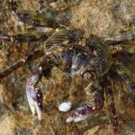 Purple Shore Crab (Leptograpsus variegatus), Dee Why, Northern Beaches NSW