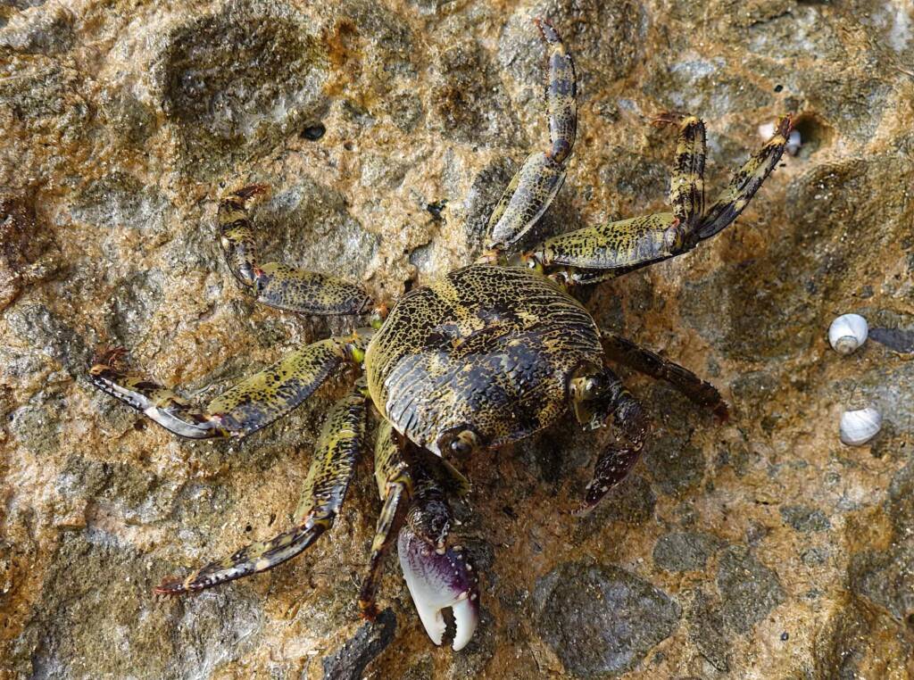 Purple Shore Crab (Leptograpsus variegatus), Dee Why, Northern Beaches NSW