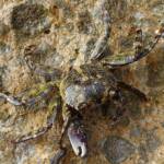 Purple Shore Crab (Leptograpsus variegatus), Dee Why, Northern Beaches NSW