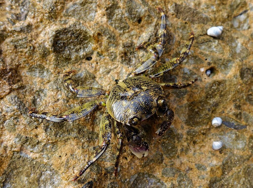 Purple Shore Crab (Leptograpsus variegatus), Dee Why, Northern Beaches NSW