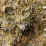 Purple Shore Crab (Leptograpsus variegatus), Dee Why, Northern Beaches NSW